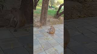 Delhi Zoo Park  #zoo #newvlog #newvideo #new #dailyvlog