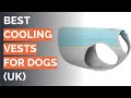🌵 10 Best Cooling Vests for Dogs
