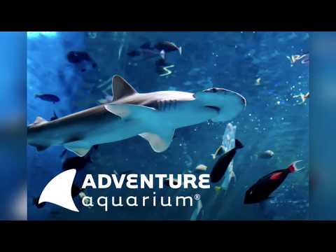 Adventure Aquarium - ერთი ასეთი აკვარიუმი გჭირდება საქართველოში