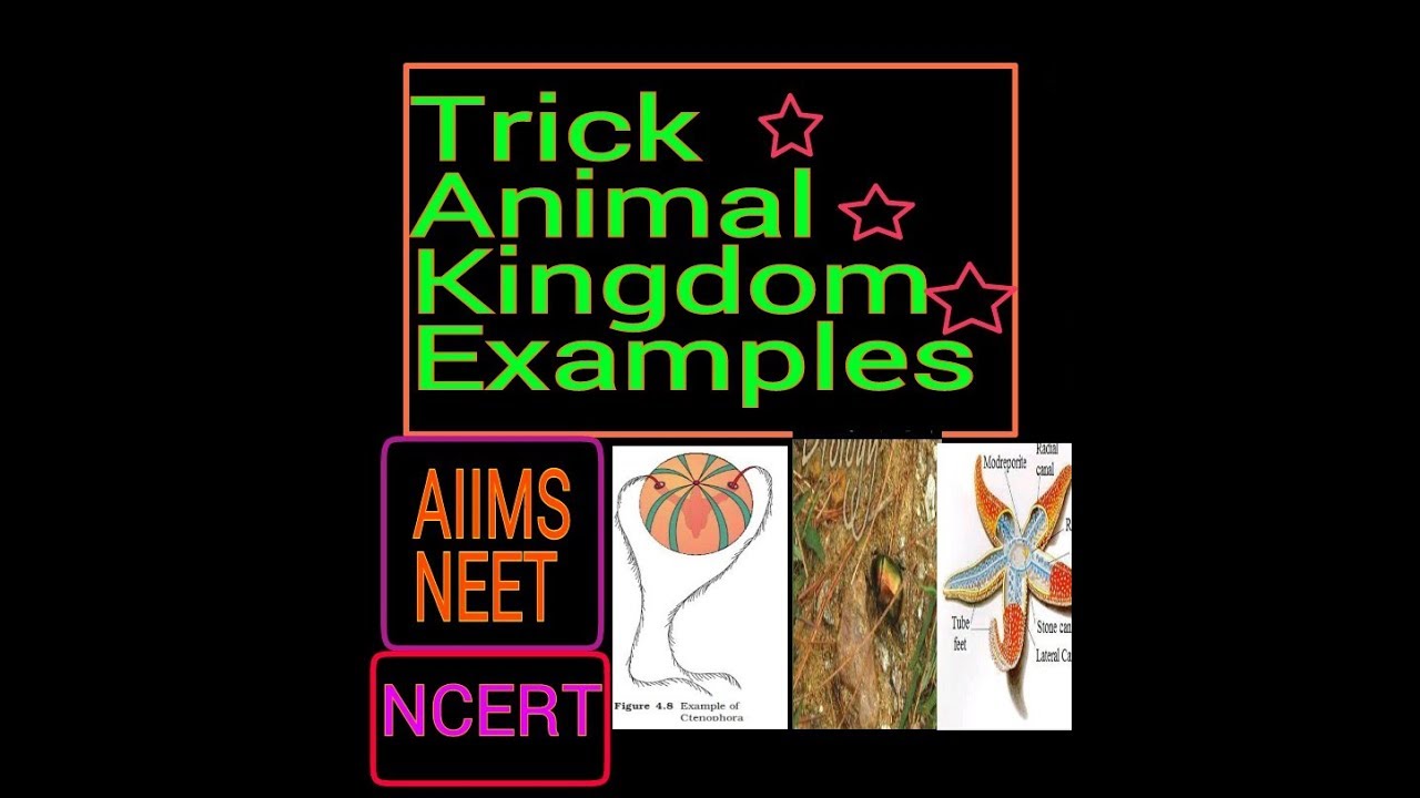 Animal Kingdom Examples Animal Kingdom: Classification Of Animals Into