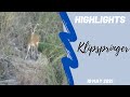 Highlights Ngala Klipspringer 10th May 2021