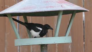 this magpie found a space ship by Happy Hopping 866 views 1 month ago 1 minute, 17 seconds