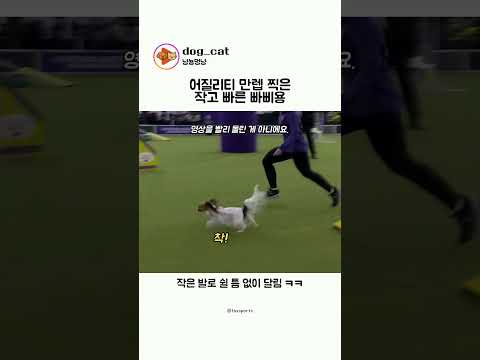 어질리티 만렙찍은 작고 빠른 빠삐용 thumbnail