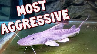 TOP 5 MOST AGGRESSIVE MONSTER FISH THAT WE OWN