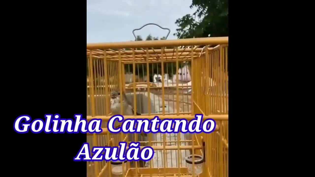 golinha cantando azulão Encarte para filhotes