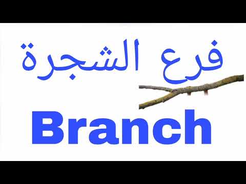 نطق كلمة فرع الشجرة باللغة الإنجليزية 