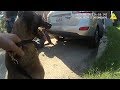 Police Belgian Malinois "Sicaria" Eats Bad Guy For Lunch