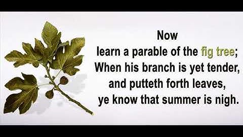 soundoctrine part 4 now learn a parable of the fig tree