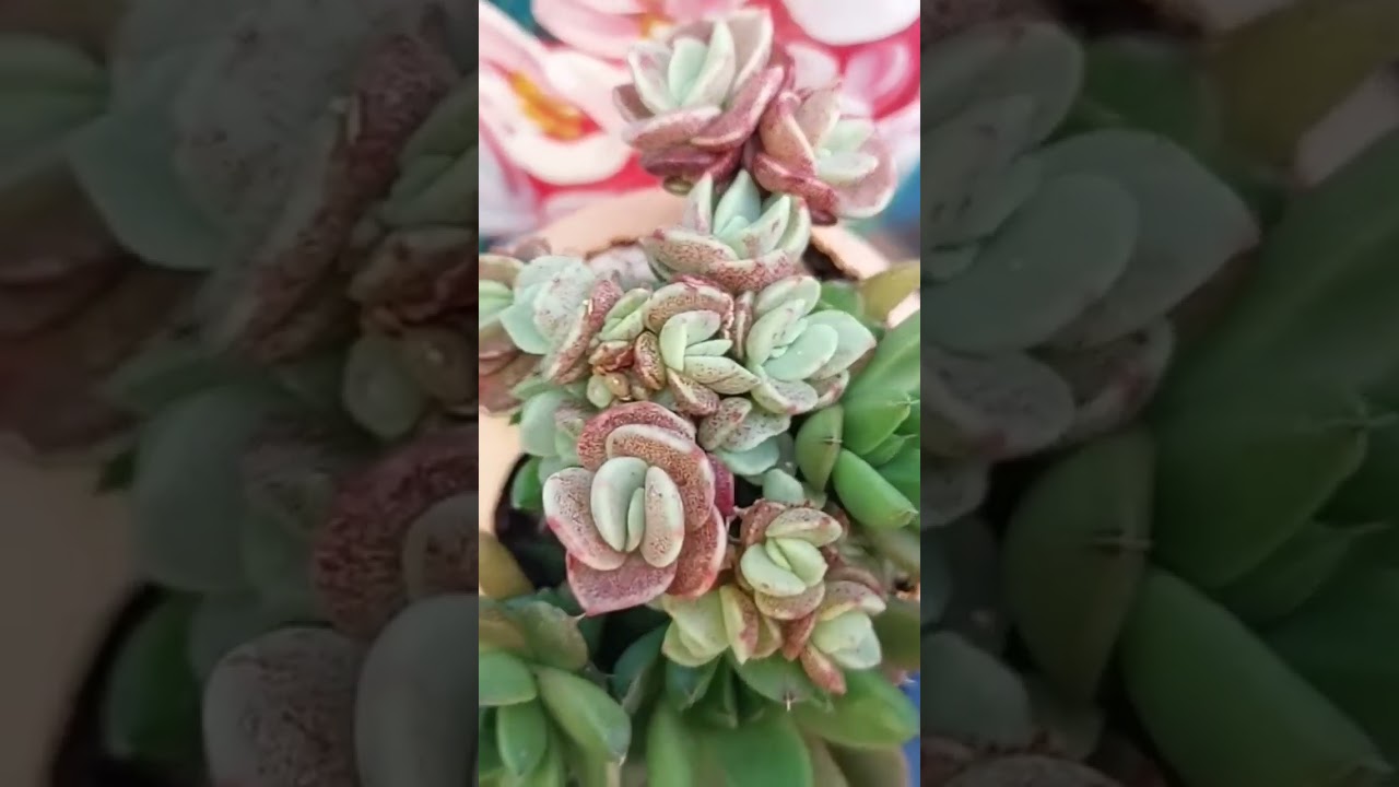 Echeveria Suyon, nunca vi tão minúscula