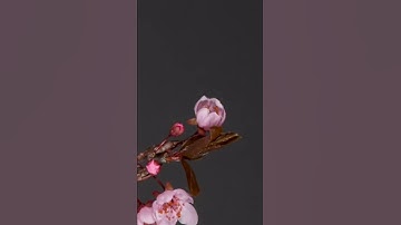 Thumbnail of Time Lapse: Plum Flowers Blossom