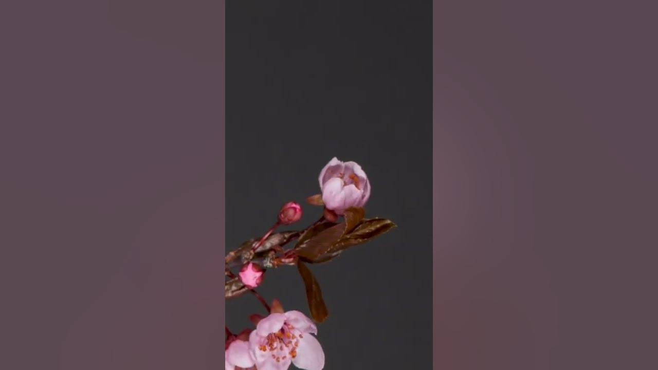 Time Lapse: Plum Flowers Blossom