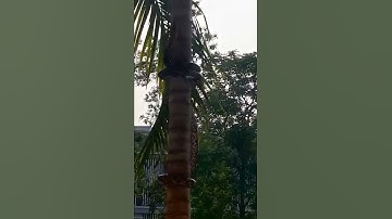Amazing video of Python climbing tree top.