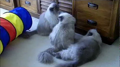 Video 511681: face himalayan persian cat, doll face himalayan persian, blue point himalayan persian