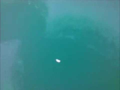 Lake Michigan Channel Catfish Back to Back from YouTube · High Definition · Duration: 5 minutes 46 seconds · 1,000+ views · uploaded on 5/22/2016 · uploaded by Dillon Evans Lake Michigan Channel Catfish Back to Back from YouTube · High Definition · Duration: 5 minutes 46 seconds · 1,000+ views · uploaded on 5/22/2016 · uploaded by Dillon Evans