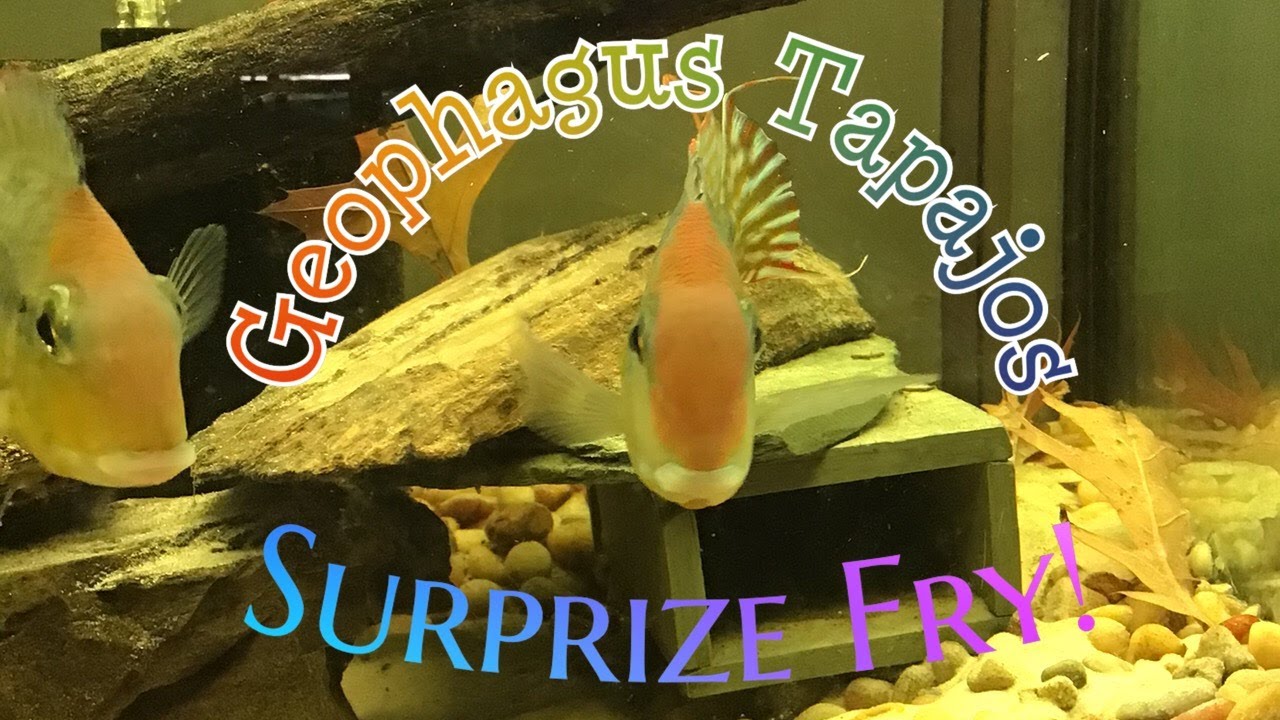 Geophagus Tapajos Surprize Fry
