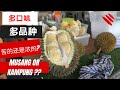 这么多口味的榴莲你更喜欢哪一种？| SP Durian Malaysia| MUSANG OR DURIAN KAMPUNG