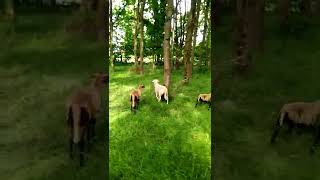 Djallonké sheep herd released in the wood.