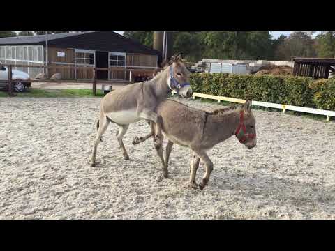 Video: Deze Dierentuin In Caïro Wordt Beschuldigd Van Het Schilderen Van Een Ezel Met Zebrastrepen