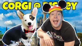 I gave my CORGI the Disney Experience