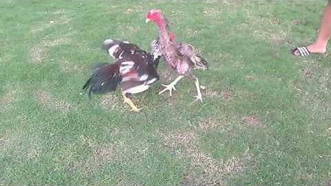 ✓ xám chuối con thứ 3 Kênh Gà chọi ♦ Chiến kê ♦