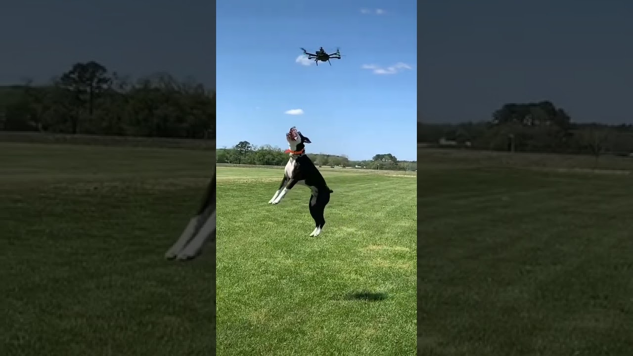 Duka LOL 🐶🐶🐶 