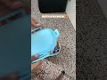What's in my kid's lunch box #trending #shorts