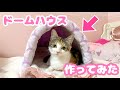 猫用ドームハウスを作って子猫にプレゼントしてみた！