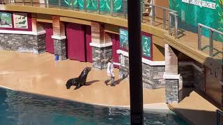 Sea Lion and Otter spotlight  full show Sea World Orlando 2024