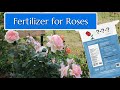 How to fertilize roses