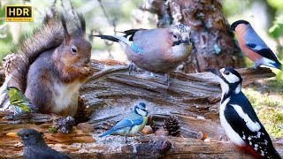 Relax in Cozy Forest Nook with Birds & Squirrels🕊️🐿️ BIRDS for Cats to Watch😻10 hours 4K HDR by Red Squirrel Studios 23,731 views 2 months ago 10 hours