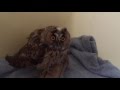 Taffy the short eared owl rescued in sark at the gspca in guernsey