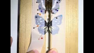 Mounting a butterfly I – Euripus nyctelius