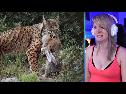The Rarest Hunting Moments By The Lynx And Bobcat Captured On Camera Part 2 | Pets House