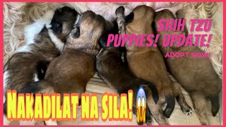 NAKADILAT NA SILA😱|SHIH TZU | SUPER MARCOS VLOGS by Super Marcos 251 views 2 years ago 2 minutes, 27 seconds