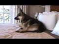 My german shepherd takes over the bed