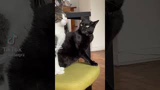 5 Minutes of Strange TikTok Cat Content [5]