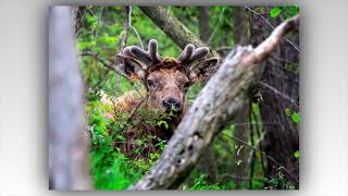 Spring - A Slideshow of Images