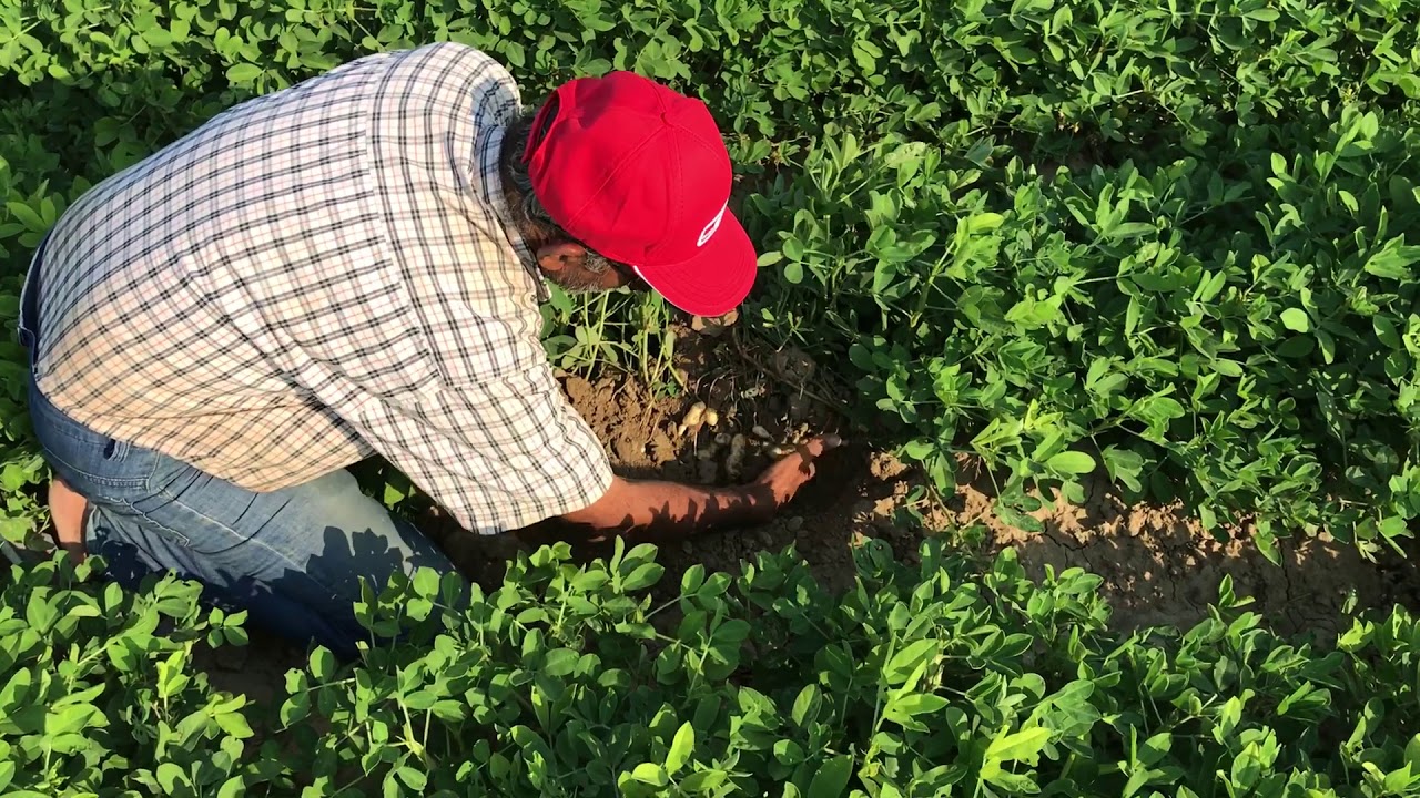 SULAR Tamburlu Sulama – Ahmet Gül - Yerfıstığı sulaması sonrası | Adana - Ceyhan