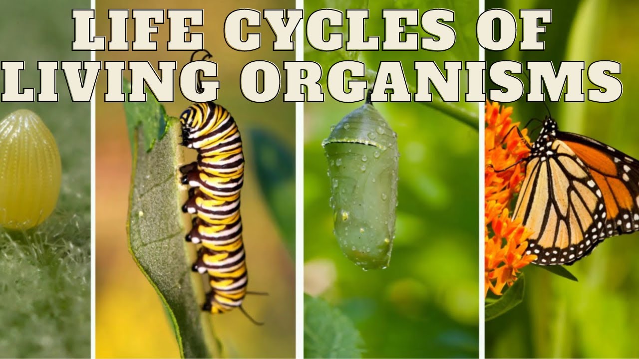 Grade 8 - Science - Life cycles of living organisms - English medium