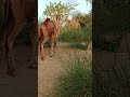 الجمل يتسلق في الغابة Camel Forest Wildlife Animals جمل غابة حياة برية حيوانات طبيعة