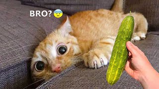 Funniest Animals 😄 New Funny Cats and Dogs Videos 😹🐶 - Part 4 by Animal Love 60,066 views 3 months ago 1 hour