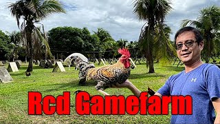 Lets Visit The Farm Of RCD Gamefarm