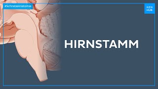 Hirnstamm - Anatomie einfach erklärt | Kenhub