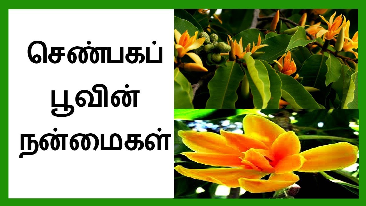 Health Benefits of Shenbaga Flower in Tamil செண்பகப்