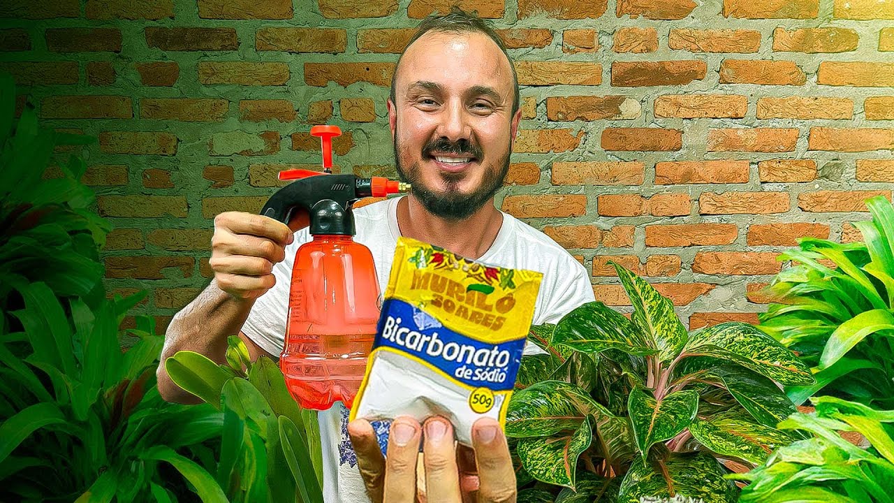 Bicarbonato nas Plantas? Veja como usar do jeito certo e tenha plantas livres das pragas!