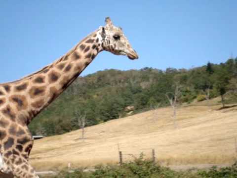 Gay giraffe movies