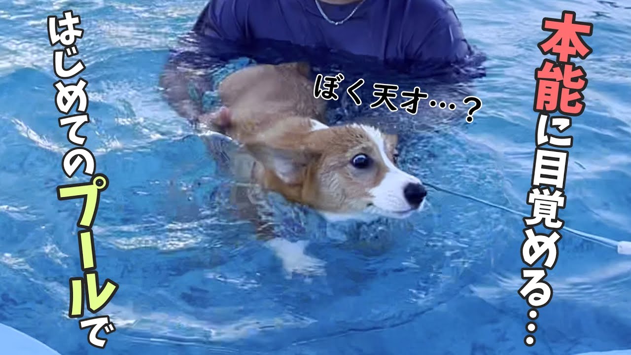 生まれて初めてのドッグプールで本能に目覚める子犬コーギー Youtube