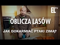 Jak dokarmiać ptaki? | Oblicza lasów #13