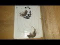 Ловля  крыс # клей от грызунов # Catching rats # rodent glue.