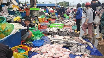 Chợ đầu mối bình điền sáng thứ ba cá ngát 30k mưc nhỏ 35k cá hồng 37k